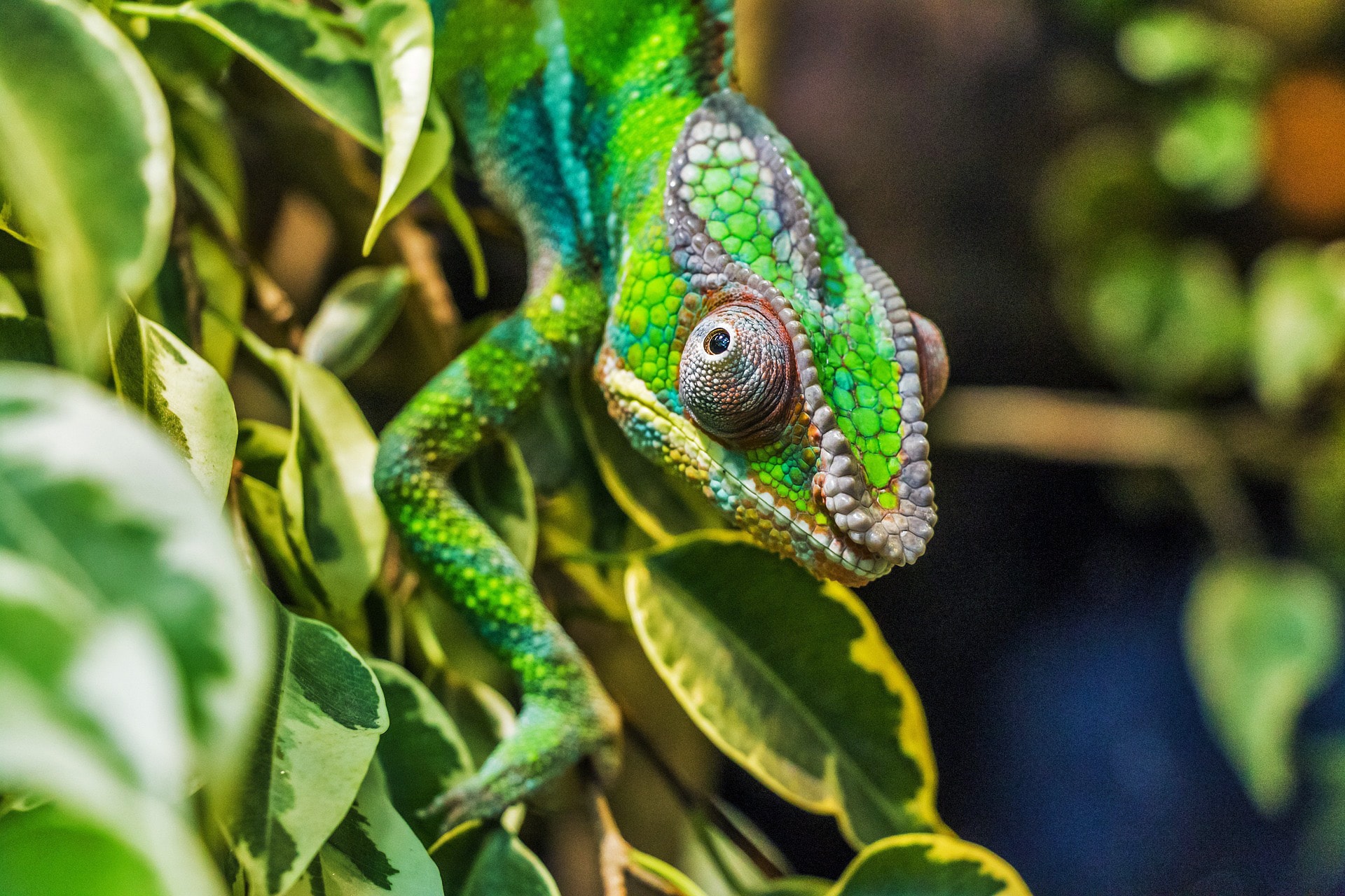 Groene panterkameleon tussen tropische bladeren