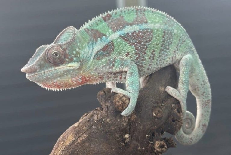 Ambanja blue/red